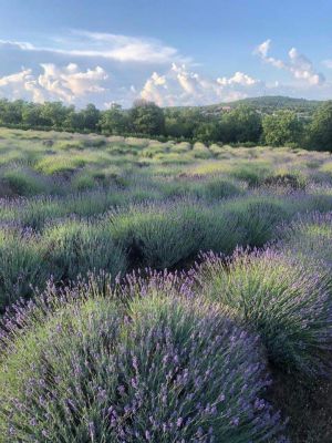 Apartman Lavanda