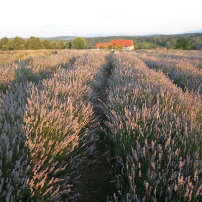 Apartman Lavanda