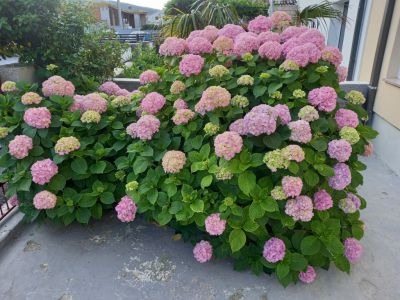 ROSI