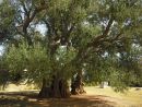 olivovník starý 1500 let v Kašteli Štafilič 